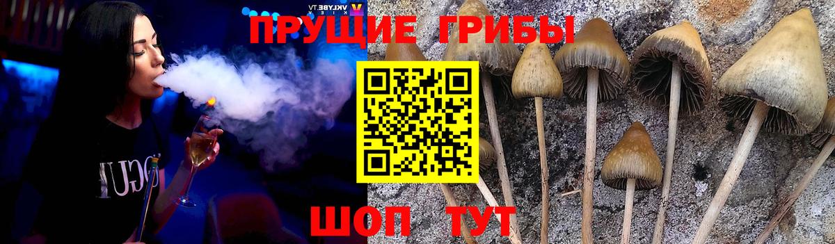 Сыктывкар  Галлюциногенные грибы Psilocybine cubensis  Вход с VPN 
